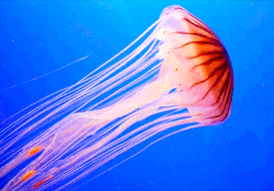 53aaba9ace5671d82beec239_jellyfish.gif